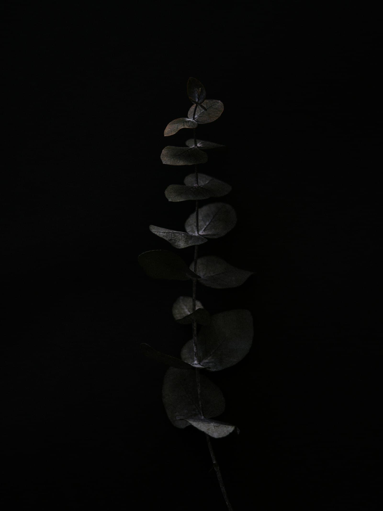 A eucalyptus stem in warm, low light